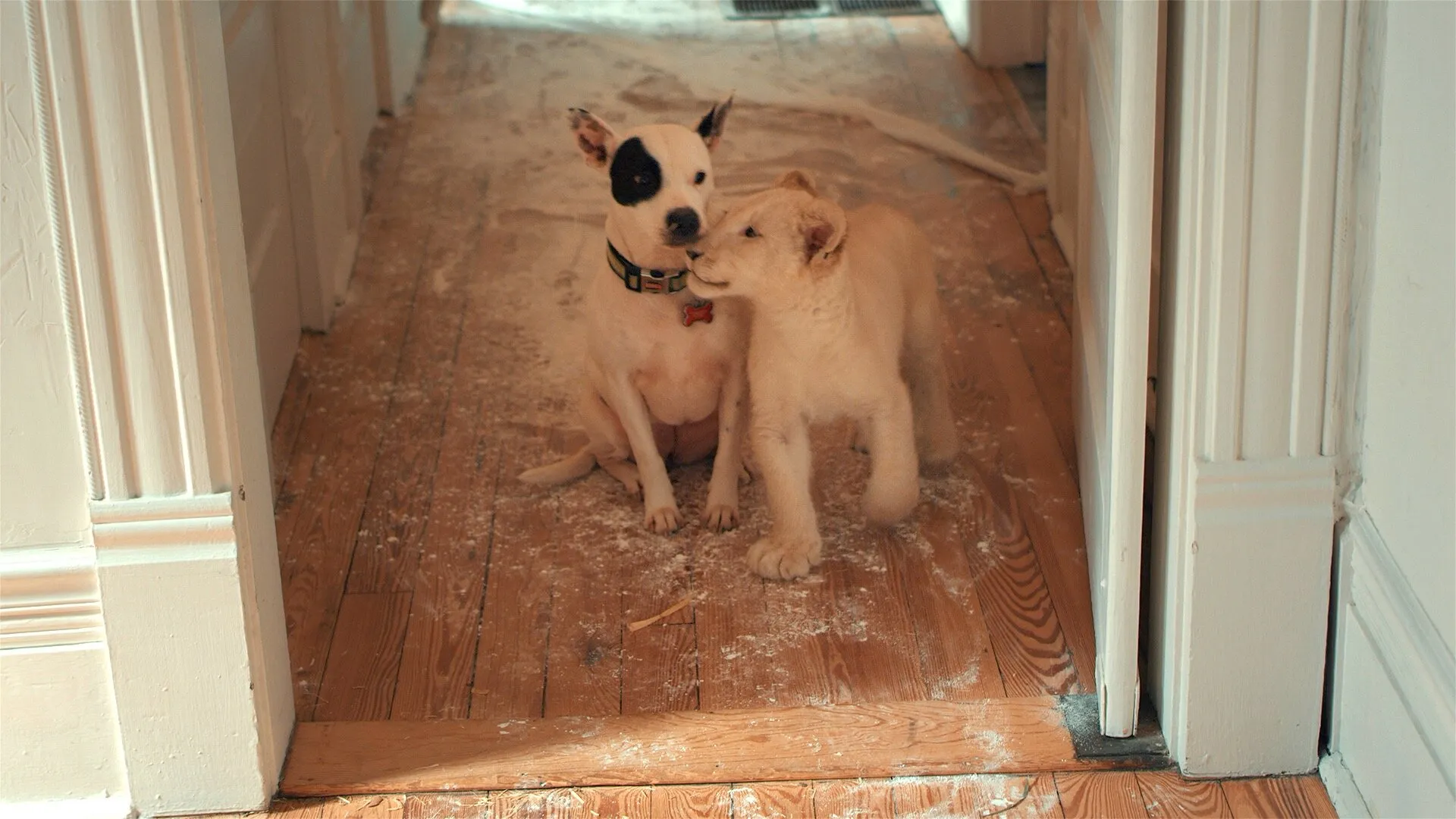 Кадр из фильма Лена и львенок