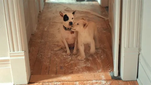 Кадр из фильма Лена и львенок