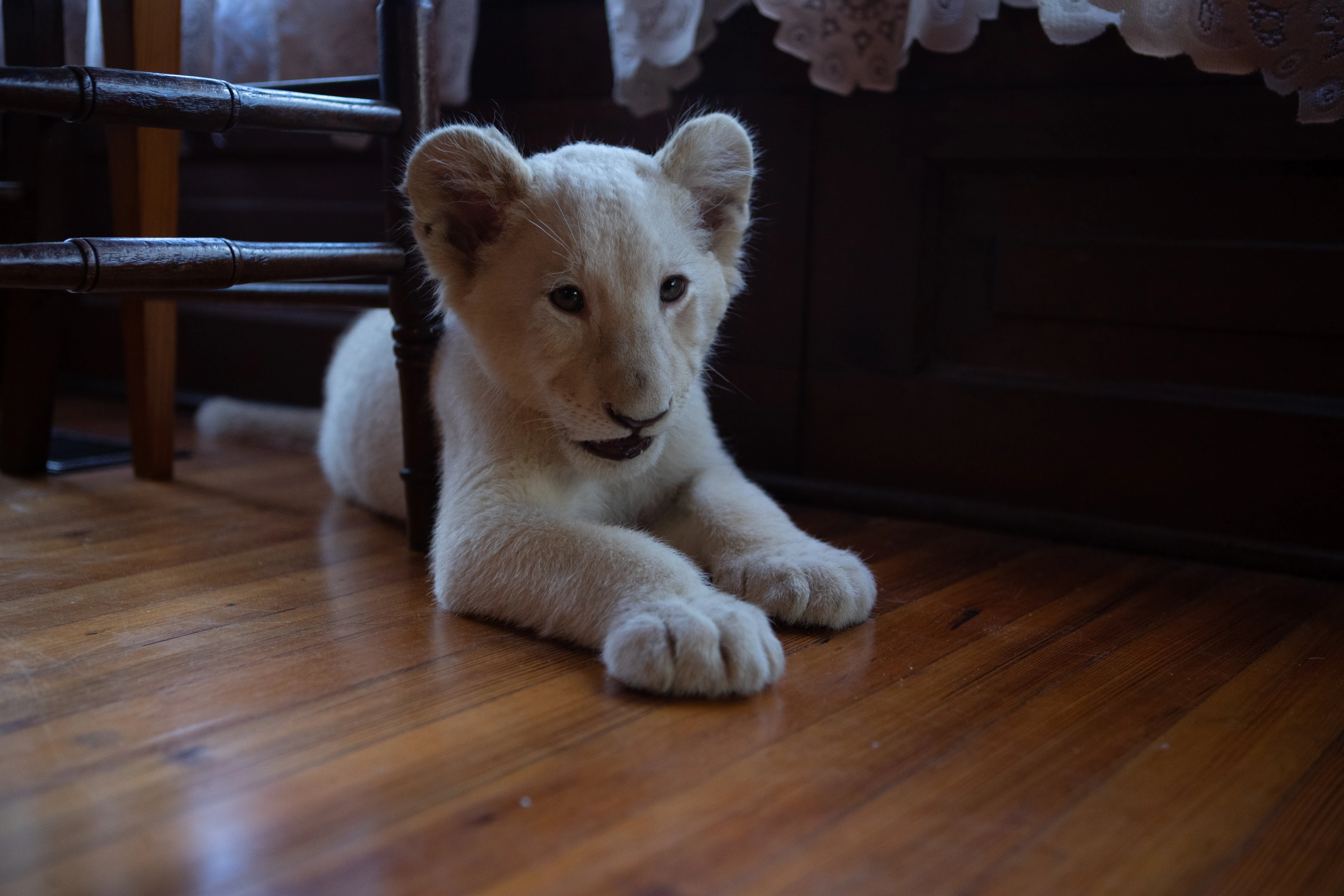 Кадр из фильма Лена и львенок