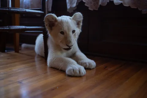 Кадр из фильма Лена и львенок