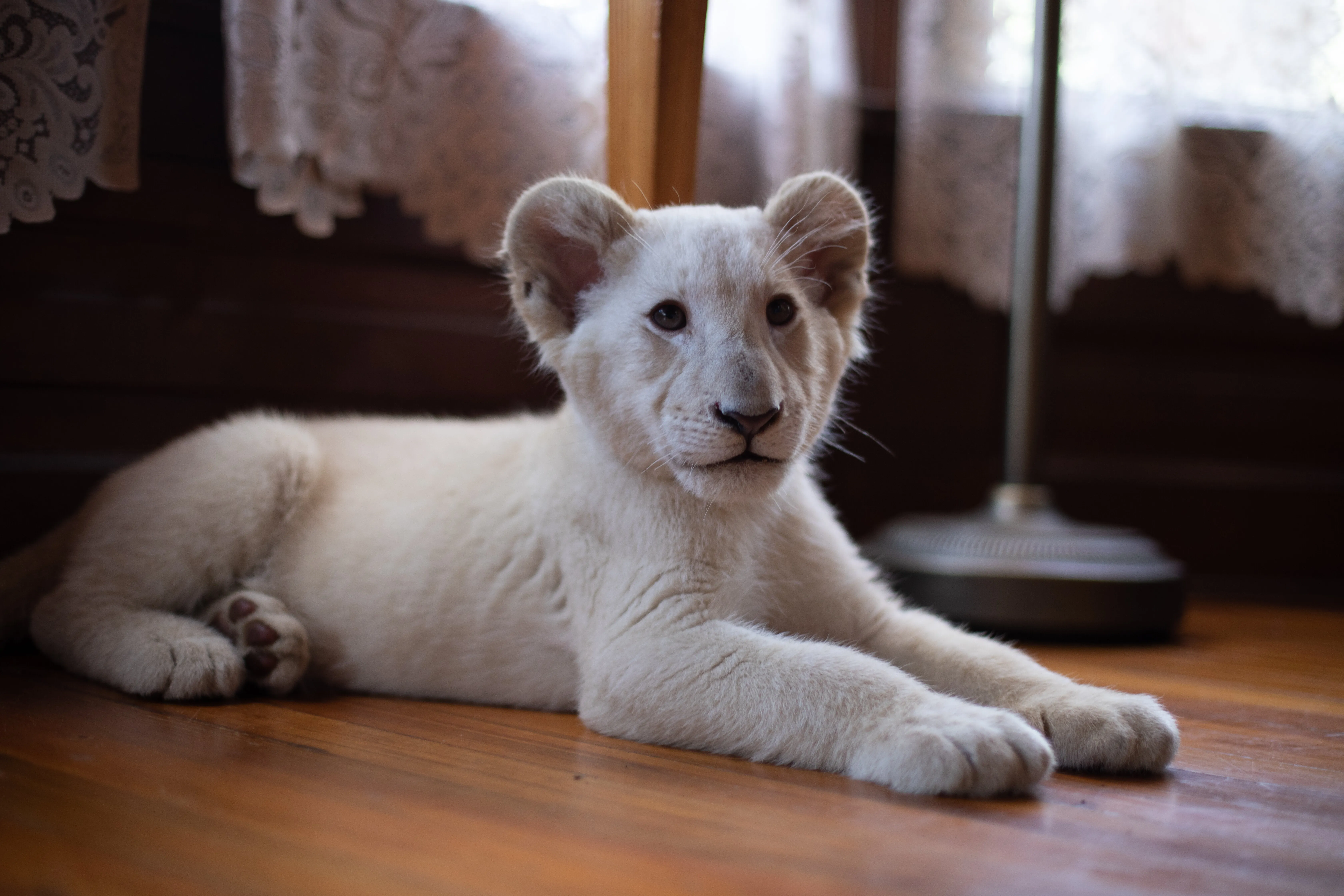 Кадр из фильма Лена и львенок