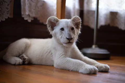 Кадр из фильма Лена и львенок