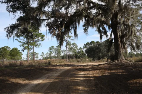 Кадр из фильма Лена и львенок