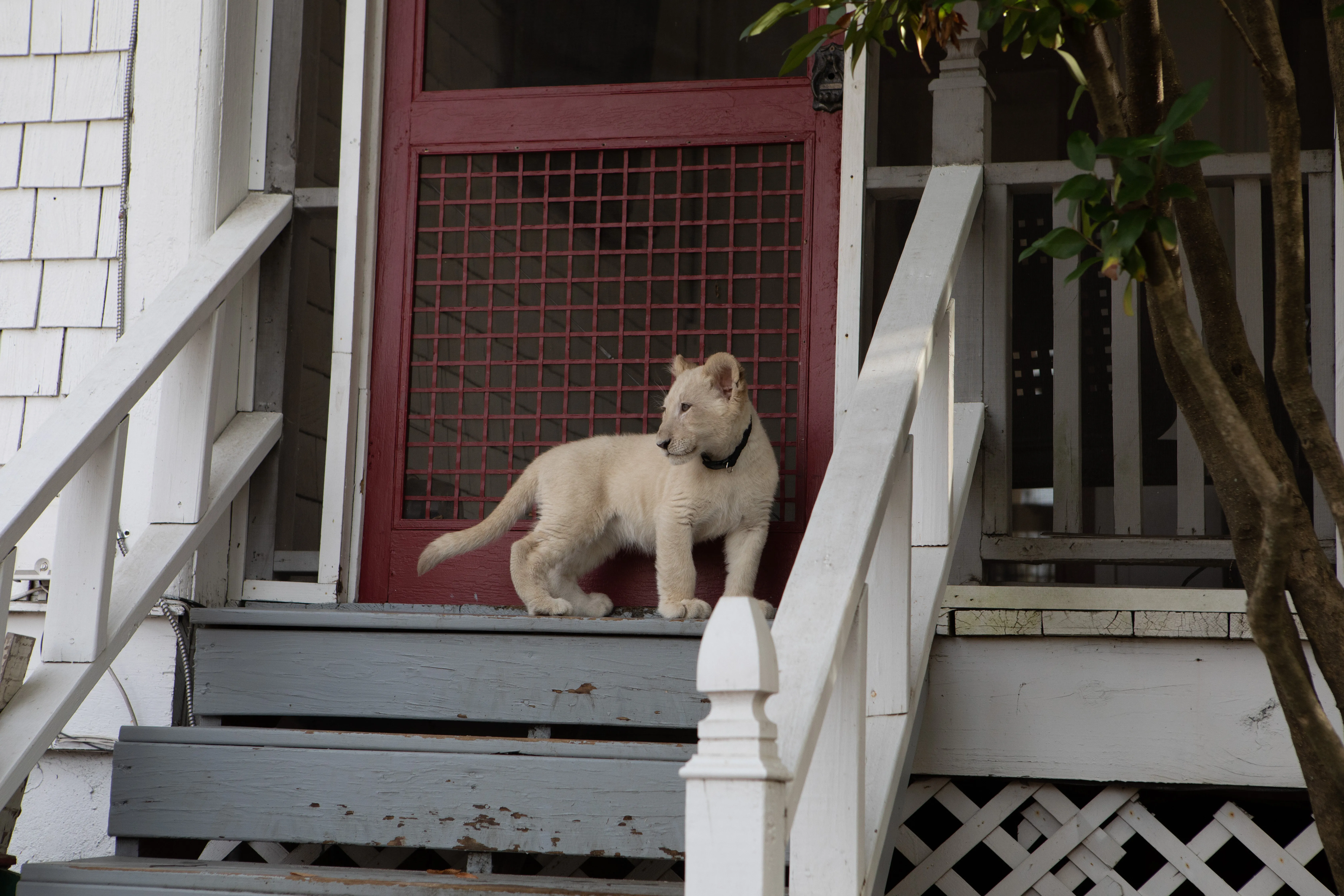 Кадр из фильма Лена и львенок
