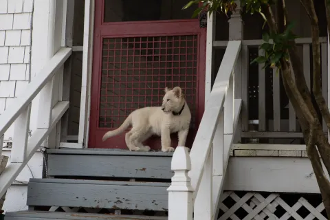 Кадр из фильма Лена и львенок