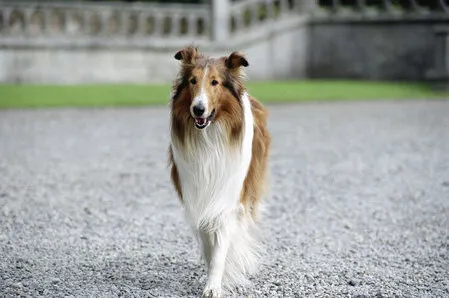 Кадр из фильма Лэсси