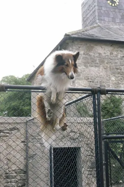 Кадр из фильма Лэсси