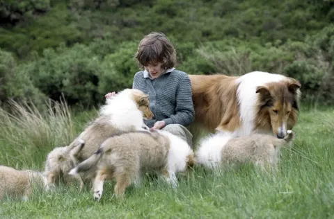 Кадр из фильма Лэсси