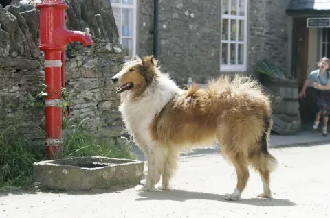 Кадр из фильма Лэсси