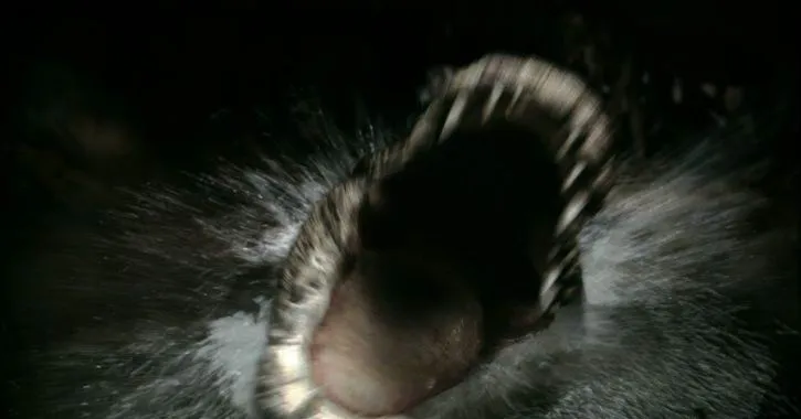 Кадр из фильма Крокодил