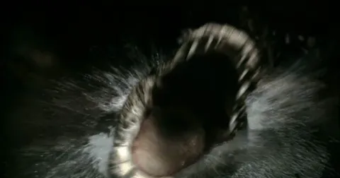 Кадр из фильма Крокодил