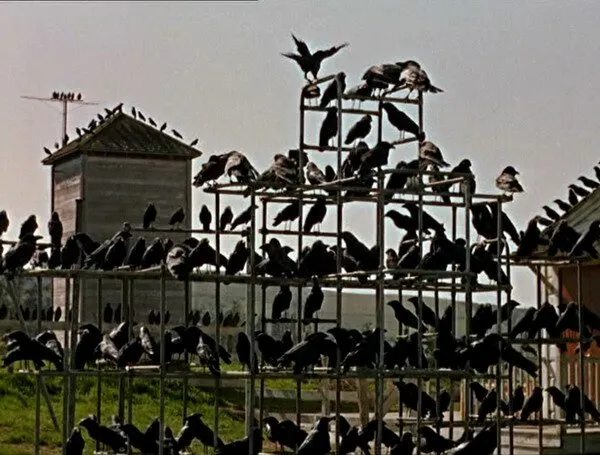 Кадр из фильма Птицы