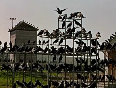 Кадр из фильма Птицы