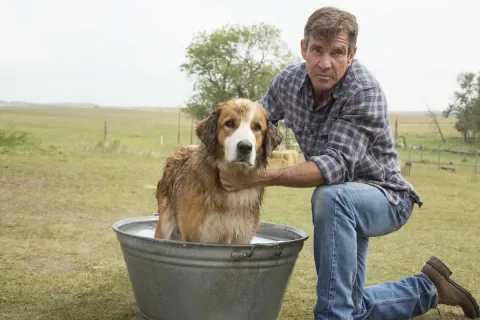 Кадр из фильма Собачья жизнь