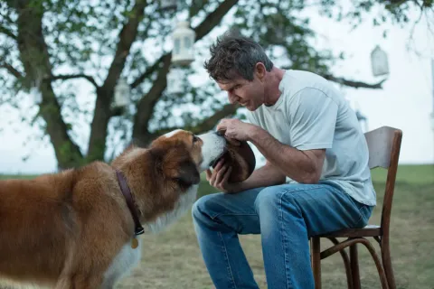 Кадр из фильма Собачья жизнь