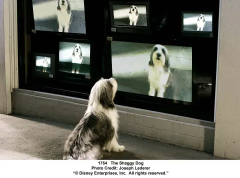 Кадр из фильма Лохматый папа