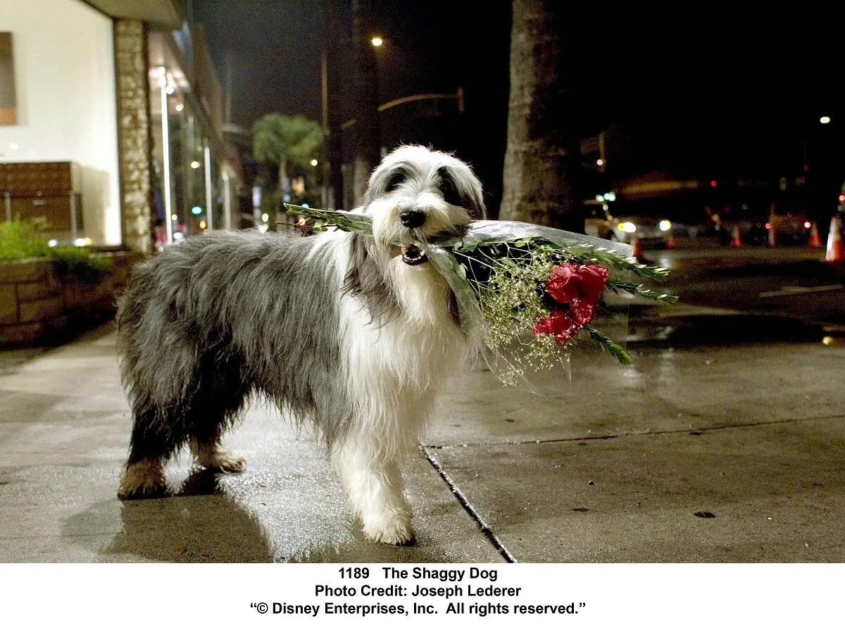 Кадр из фильма Лохматый папа