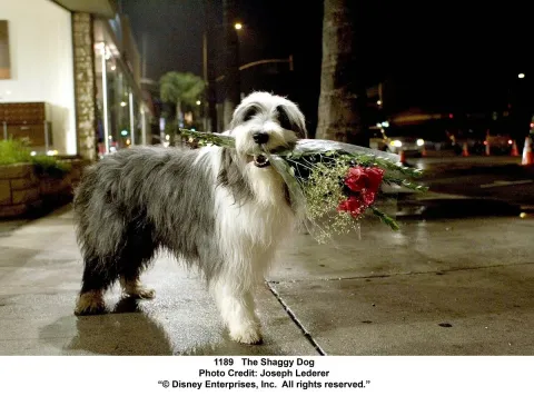 Кадр из фильма Лохматый папа