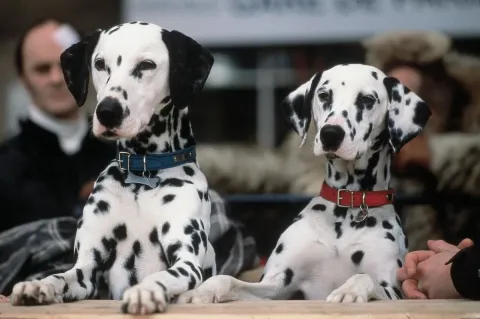 Кадр из фильма 102 далматинца