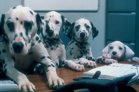 Кадр из фильма 102 далматинца