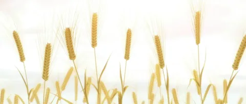 Кадр из фильма Истории ран. Часть 2: Горячая кровь